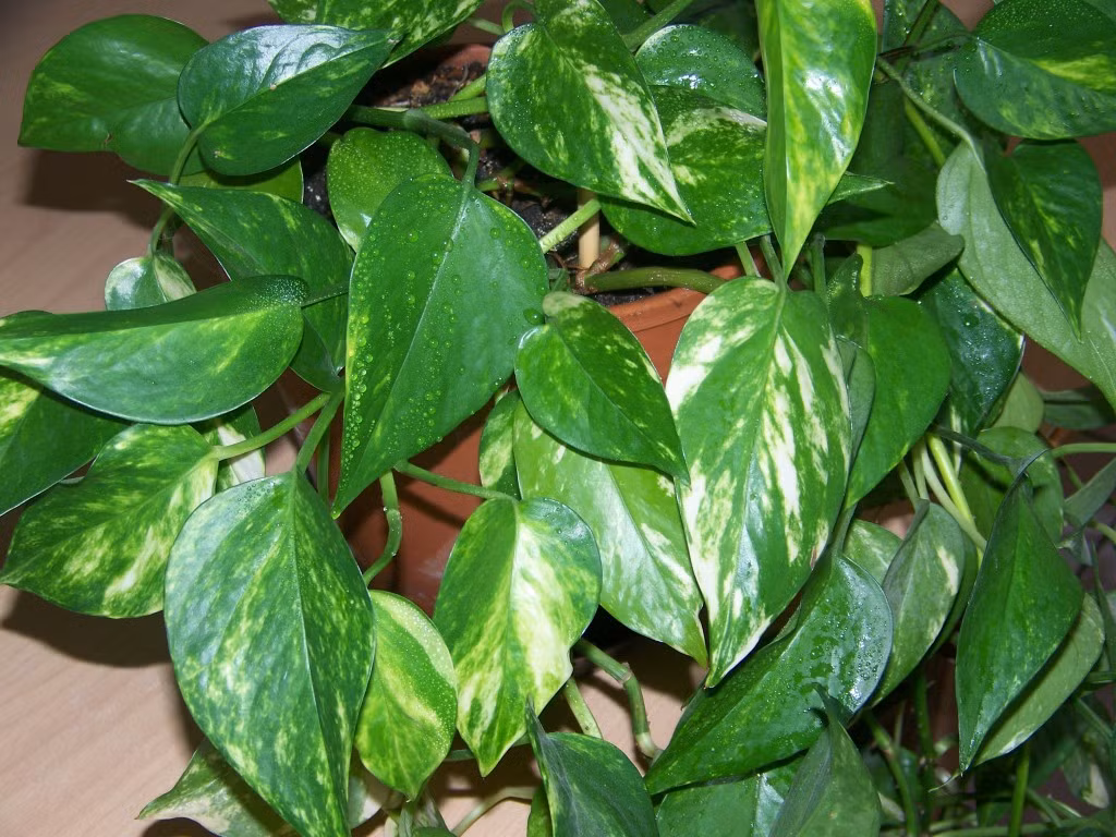 4. Cây vạn niên thanh (Tên khoa học: Epipremnum aureum): Cây có nguồn gốc từ đảo Salomon (Thái Bình Dương). Cây thân leo, thân tròn mềm có nhiều rễ móc khí sinh, bò dài hay thõng xuống. Cây vạn niên thanh là cây thân leo ưa ẩm nên nó là một lựa chọn tuyệt vời để trang trí trong nhà.