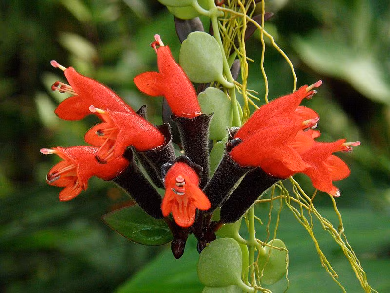 10 loai cay canh “vang” nen trong tren tuong nha