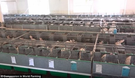 Theo Mirror, một trang trại thậm chí còn nhốt 16 con thỏ trong một chiếc lồng chỉ rộng khoảng 1 m2.