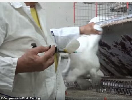 Các con thỏ được nuôi để lấy thịt.