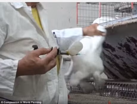 Các con thỏ được nuôi để lấy thịt.