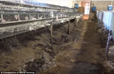 Điều kiện mất vệ sinh tại một trang trại nuôi thỏ.