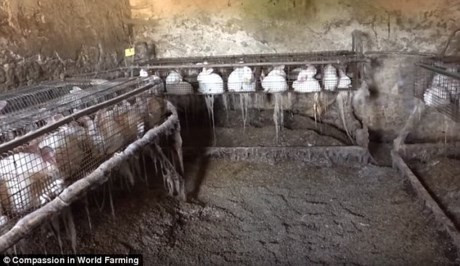 Nhiều con thỏ bị thương do chúng thường cắn tai nhau do môi trường nuôi nhốt quá chật hẹp.