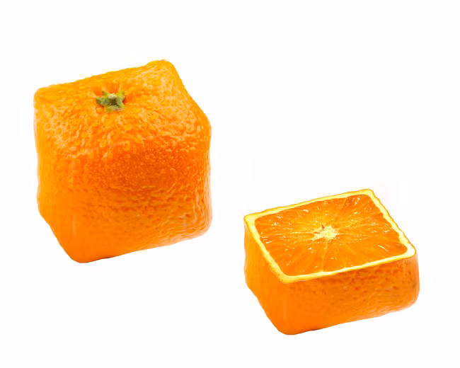 ...và quả cam vuông.