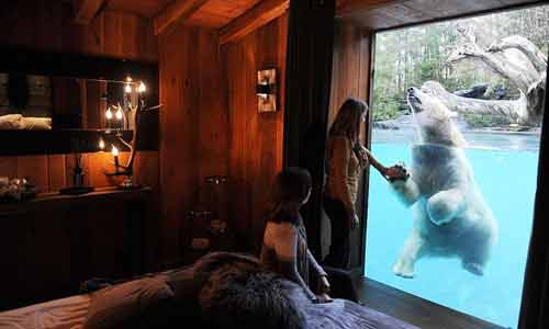 Tương tự, ở khách sạn Zoo de La Fleche của Pháp, bạn cũng sẽ được trải nghiệm cảm giác như được sống cùng những con gấu bắc cực ngay cạnh phòng mình. Mỗi phòng ở đây có giá là 246 USD/đêm.
