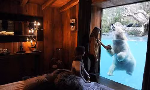 Tương tự, ở khách sạn Zoo de La Fleche của Pháp, bạn cũng sẽ được trải nghiệm cảm giác như được sống cùng những con gấu bắc cực ngay cạnh phòng mình. Mỗi phòng ở đây có giá là 246 USD/đêm.