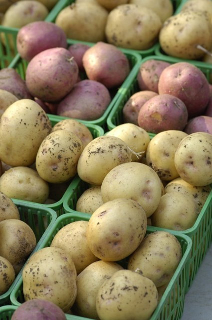 Khoai tây: Đây cũng là thực phẩm không tốt khi cho vào tủ lạnh. Vấn đề ở chỗ khi nhiệt độ từ 7 độ C trở xuống, tinh bột khoai tây được chuyển thành đường. Kết quả là trạng thái và hương vị của khoai tây sẽ thay đổi theo chiều hướng không tốt. Vì vậy, bạn nên lưu trữ trong túi giấy. Ngoài ra, không nên để khoai tây trong túi ni-lông vì hơi ẩm tích tụ không thoát ra ngoài được sẽ khiến khoai bị thối rữa nhanh hơn.