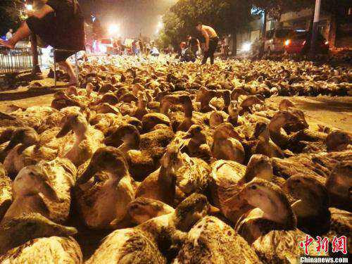 Ăn thịt vịt vào ngày rằm tháng 7 là một trong những phong tục của người dân Trung Quốc.