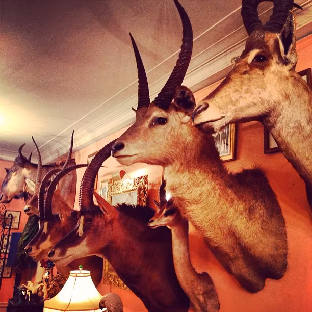 Nhiều đại gia thì đốt tiền sắm cả một bộ sưu tập đầu thú trị giá triệu đô trưng bày trong căn hộ của họ.