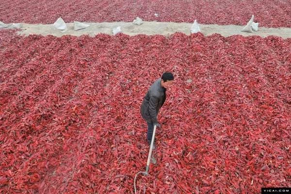 Người dân phơi ớt khô phục vụ dịp Tết.