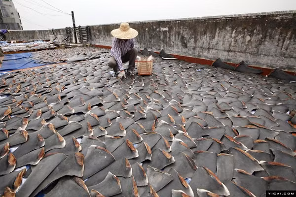 Vây cá mập được phơi đầy trên tầng mái nhà.