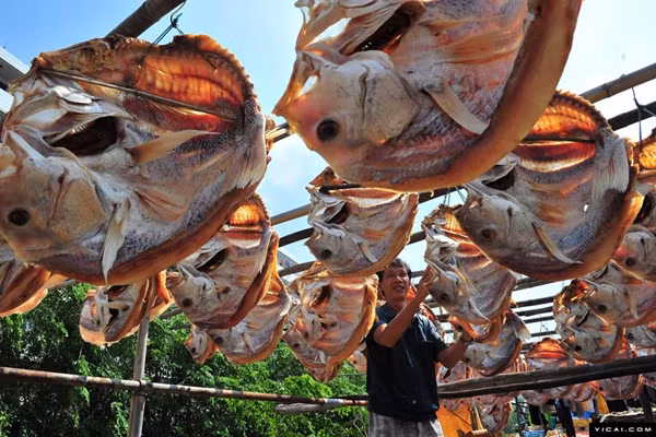 Hình ảnh ngư dân đang phơi cá khô để cung cấp cho thị trường thực phẩm ngày Tết.