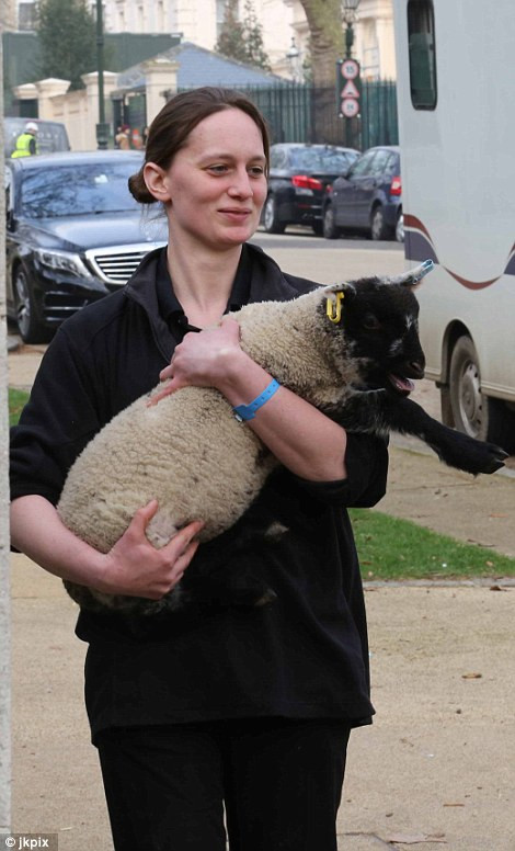 Ngoài ra, sinh nhật của cháu ngoại tỷ phú F1 còn có cừu...