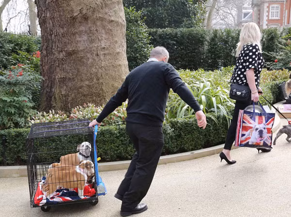 Những chú cún cũng được đưa tới để tham gia sinh nhật cùng bé Sophia.