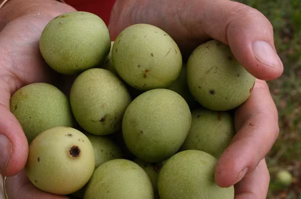 Loại trái cây lạ Marula có họ hàng với xoài, vị chua nhẹ, khi chín rụng có màu vàng, ngọt thanh và giòn. Loại cây này phát triển rộng rãi ở châu Phi, đặc biệt là Nam Phi.