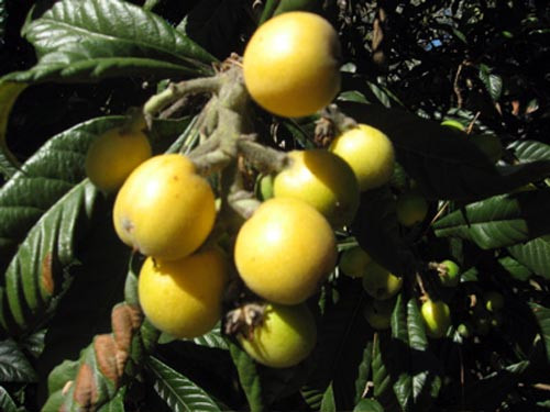 Trái cây cũng được sử dụng để nấu một loại rượu phổ biến gọi là Amarula, có thể được tìm thấy tại bất kỳ cửa hàng bán rượu miễn thuế tại các sân bay.