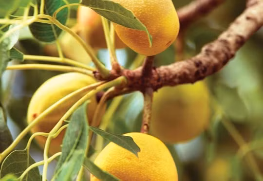 Người dân châu Phi còn lấy chúng làm nguyên liệu chế biến mứt, nước lên men.