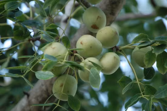 Quả Marula có một vài thành phần giống như chất lên men, khiến người và động vật say nếu ăn nhiều.