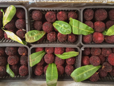 Những quả thanh mai căng mọng được tuyển chọn kỹ càng.