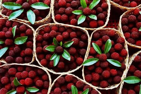 Thời điểm này đang là mùa thu hoạch thanh mai chín rộ.