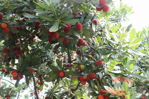  Quả thanh mai rừng được người dân bản địa Trung Quốc gọi với nhiều cái tên khác nhau như: chu hồng, mã não, ải dương mai...