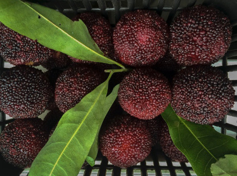 Hiện, loại quả này được bán ở Trung Quốc với giá dao động từ 60.000 đồng - 240.000 đồng/kg tùy loại.