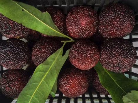 Hiện, loại quả này được bán ở Trung Quốc với giá dao động từ 60.000 đồng - 240.000 đồng/kg tùy loại.