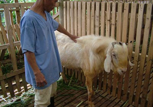 Malagos Food chủ yếu chuyên cung cấp các loại pho mát sử dụng nguyên liệu từ trang trại nuôi dê gia đình ở Barangay Malagos, quận Baguio, Davao.