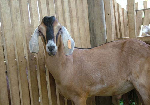 Những con dê được nhốt trong các khoang riêng và được chăm sóc rất sạch sẽ.