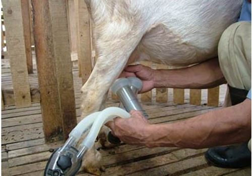 Trang trại này nuôi hơn 200 con dê và 22 con bò sữa.