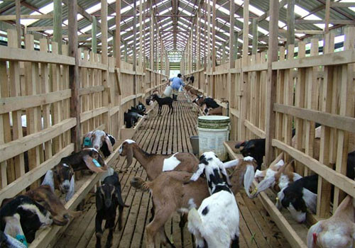 Malagos Food là một công ty Philippines chuyên cung cấp các sản phẩm từ dê như sữa, pho mát sữa dê, thịt dê, da dê... Hình ảnh trang trại nuôi dê của công ty này khiến nhiều người tò mò, thích thú.