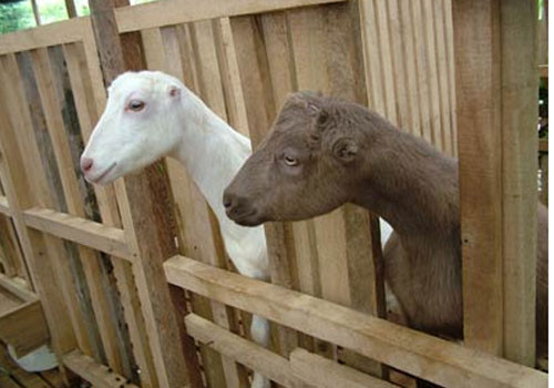 Với những thảm thực vật tươi tốt, khí hậu mát mẻ và đất đai màu mỡ, Barangay Malagos trở thành một vùng đất lý tưởng để nuôi dê sữa và bò sữa.