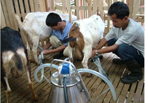 Sữa dê tại trang trại chủ yếu cung cấp nguyên liệu cho công ty làm pho mát. Ảnh: Các công nhân đang làm công việc vắt sữa.