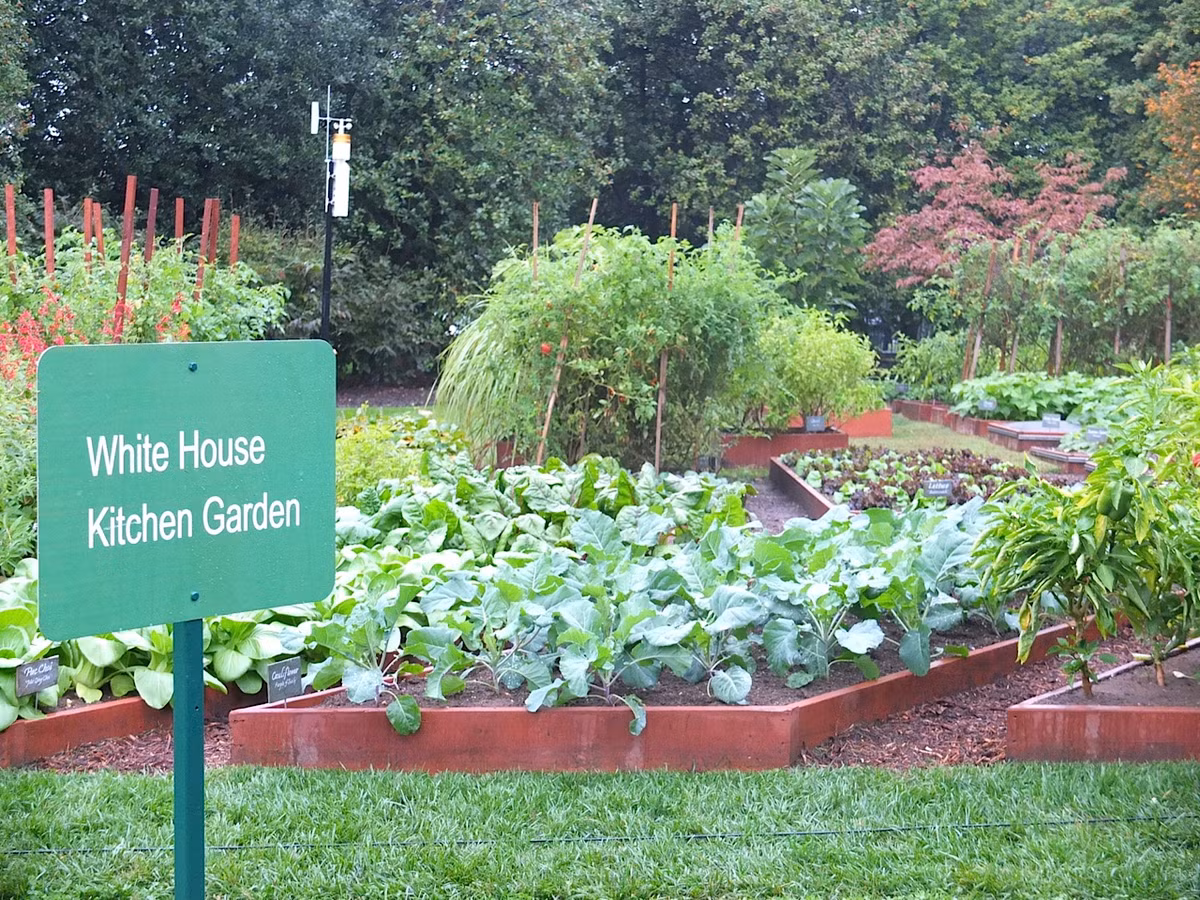 Bà Michelle Obama đã chọn một khu đất rộng 300m 2 nằm ở phía nam Nhà Trắng để trồng rau.