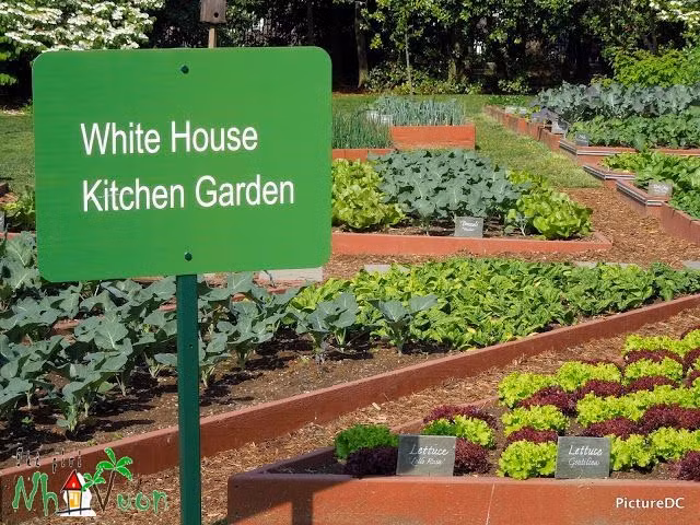 Đệ nhất phu nhân Mỹ Michelle Obama bắt đầu trồng rau sạch trong Nhà Trắng từ năm 2009 như một phần chiến dịch chống tình trạng béo phì ở trẻ em được bà phát động cách đó ba năm.