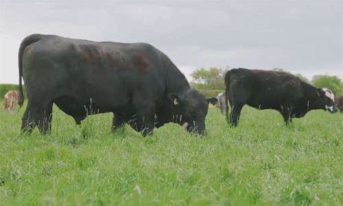 Những hình ảnh trên tờ Daily Mail (Anh) cho thấy toàn bộ tiến trình để chế biến ra một miếng burger kẹp thịt bò của hãng đồ ăn nhanh McDonald’s. Đầu tiên, con bò được nuôi và chăm sóc ở các nông trại cung cấp thịt hãng.