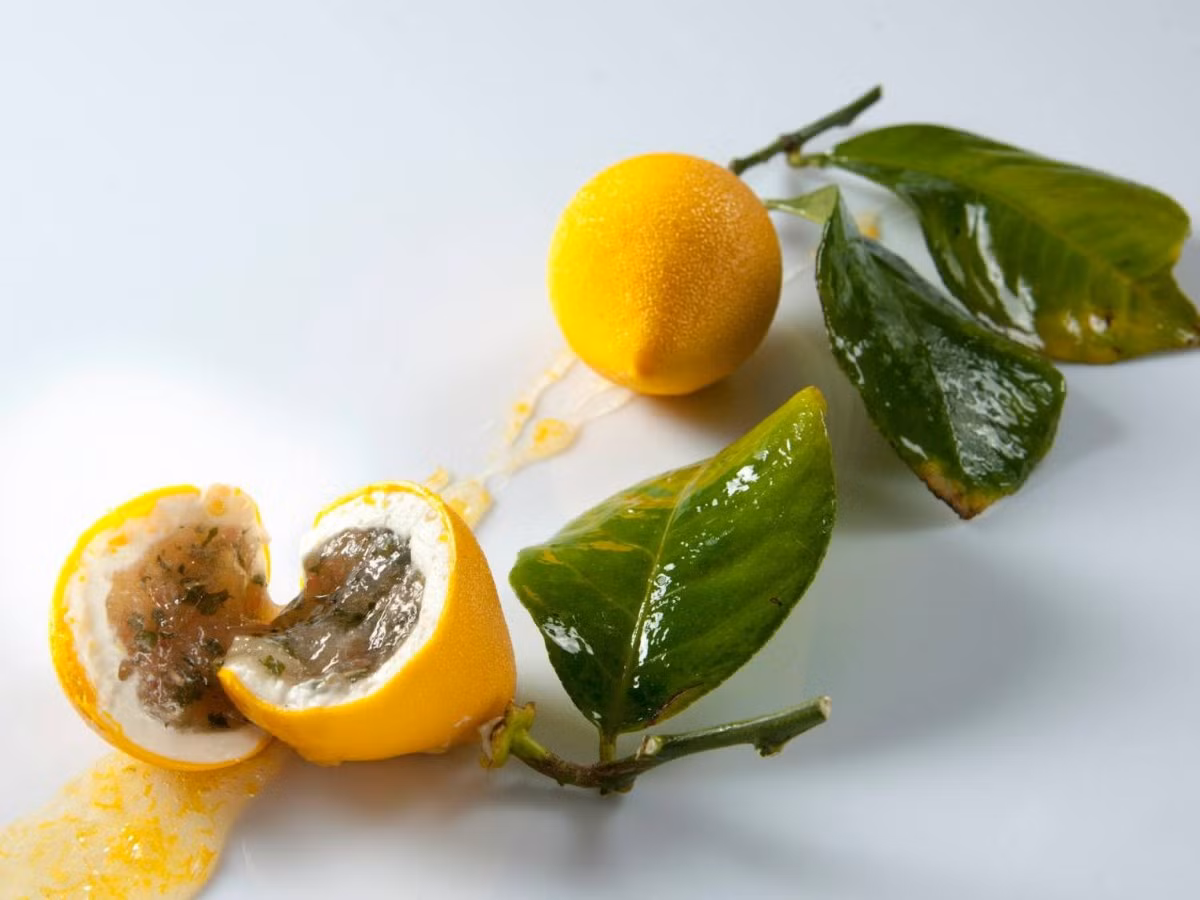 8. Le Meurice Alain Ducasse, Paris, Pháp (856 USD/2 người, 6 món): Bếp trưởng Alain Ducasse và bếp phó Christophe Saintagne phục vụ các du khách những món ăn đậm chất tinh tế của Pháp. Với nội thất trang trí mô phỏng căn phòng hoàng gia ở điện Versailles, nhà hàng cho thực khách nhiều chọn lựa với những món ăn hảo hạng.