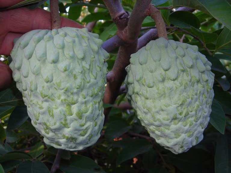 Càng gần đến thời điểm thu hoạch, các mắt na bớt gồ ghề hơn.