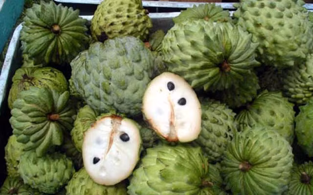 Na châu Mỹ thu hoạch vào đầu mùa thu từ khoảng tháng 6 đến tháng 8.