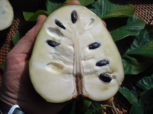  Loại na độc lạ của châu Mỹ còn có tên gọi là quả Atemoya, được trồng phổ biến ở Đài Loan, Cuba và Venezuela… Quả thường có hình trái tim hoặc hình tròn, với màu xanh lá cây nhạt.