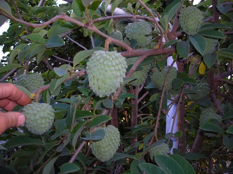 Giống như quả na ở nước ta, khi còn xanh, những "mắt" của trái Atemoya trông khá nhọn. 