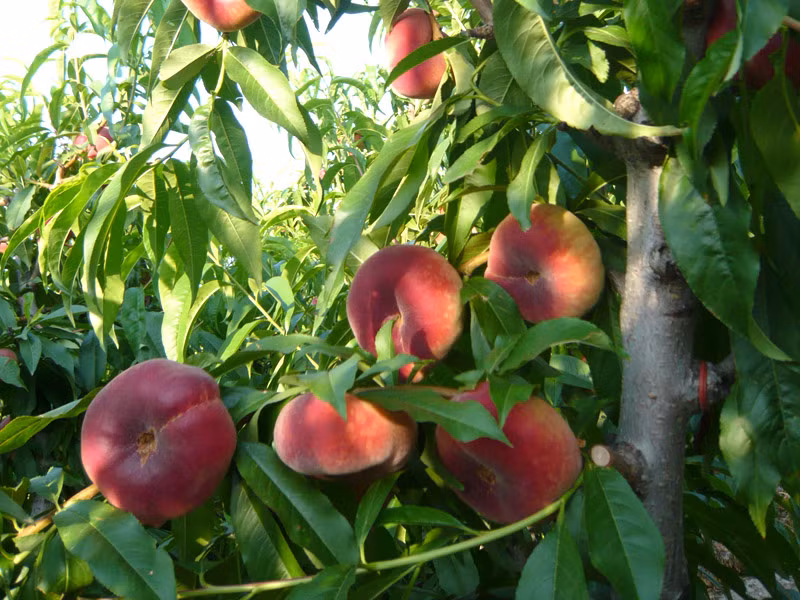 Ở Trung Quốc, người dân còn gọi đào bánh rán là đào bẹt hay đào Peento.