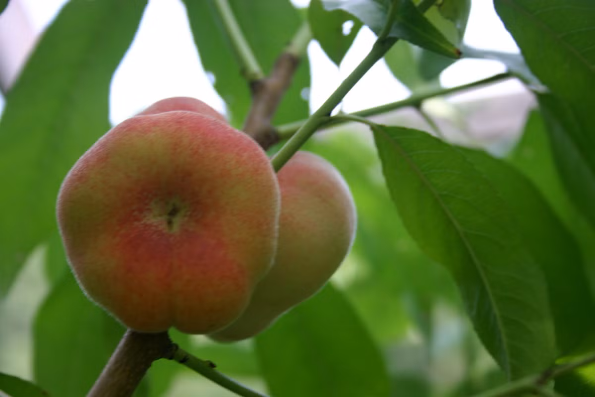 Dần dần, đào bẹt đã trở nên phổ biến tại thị trường Mỹ trong những năm 1990.