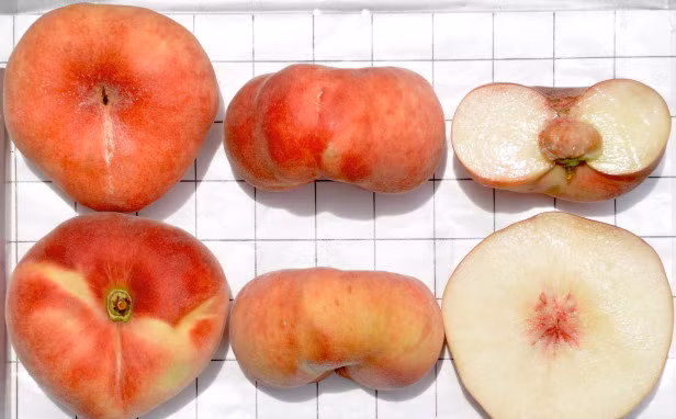 Đặc biệt, đào bẹt có hột rất bé và nhiều thịt.