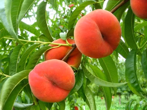 Giống đào này thường cho thu hoạch vào cuối mùa xuân tới cuối mùa hè.