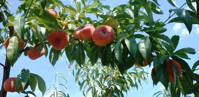 Cây đào bẹt cho quả khá sai.