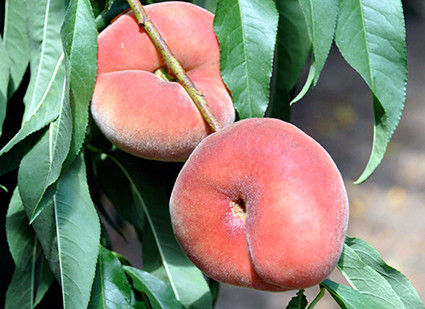 Giống đào này được cho rằng có vị ngọt hơn so với đào thường.