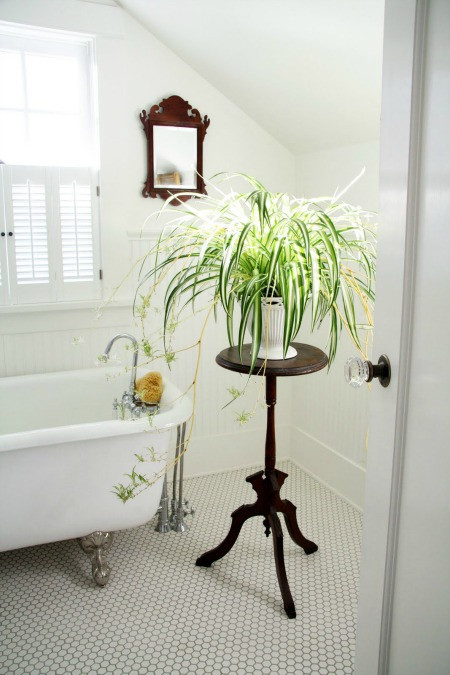 Cây dây nhện giúp không khí phòng tắm trong lành hơn. Đặc biệt, loại cây xanh này cũng dễ chăm sóc và lá màu vàng xanh đẹp mắt.