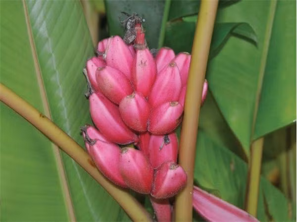 Trang rao bán hạt giống hiếm Rareseed rao bán túi hạt giống chuối hồng (10 hạt) có giá khoảng 85.000 đồng.