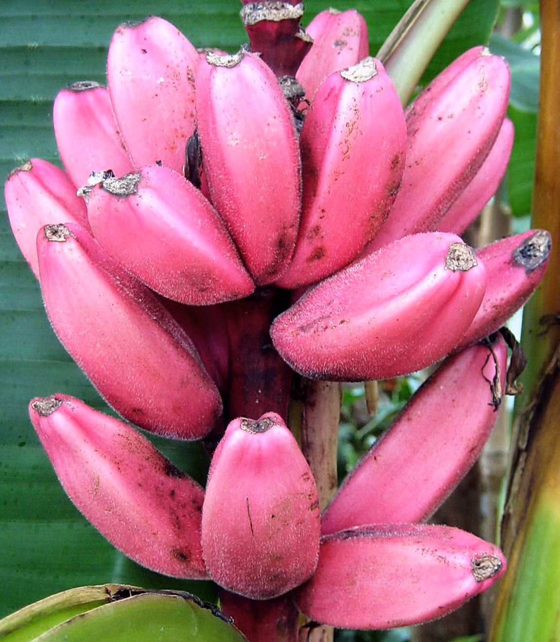 Hạt giống chuối hồng cũng được rao bán trên nhiều trên các mạng trực tuyến với giá cả không hề rẻ chút nào.